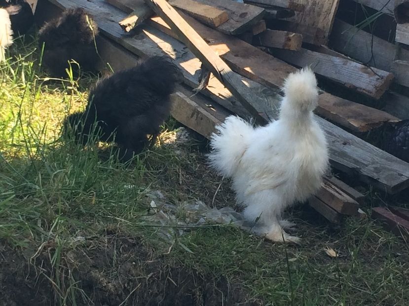 2 luni jumate - a- Matase Japoneza 2020