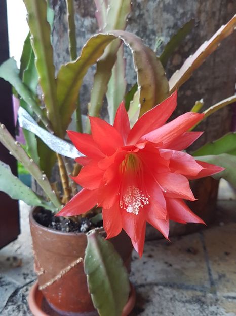 Epiphyllum rosu - Epiphyllum