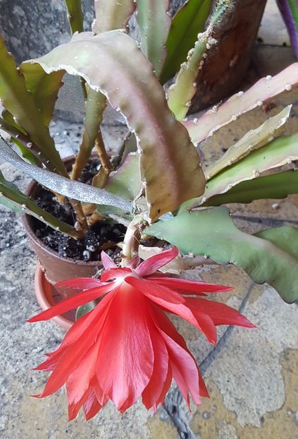  - Epiphyllum