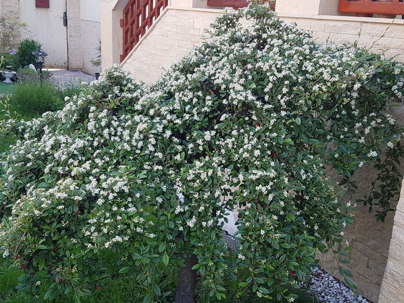 Cotoneaster inflorit - Conifere si arbusti