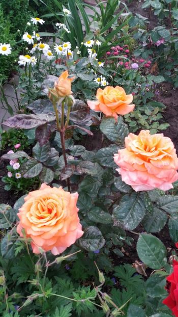 Flora Danica - Gradina 2019