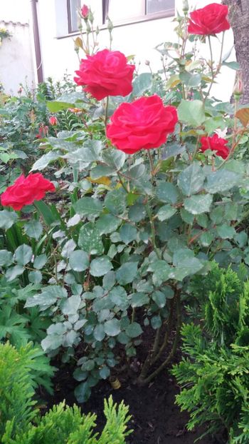 Wettra - Gradina 2019