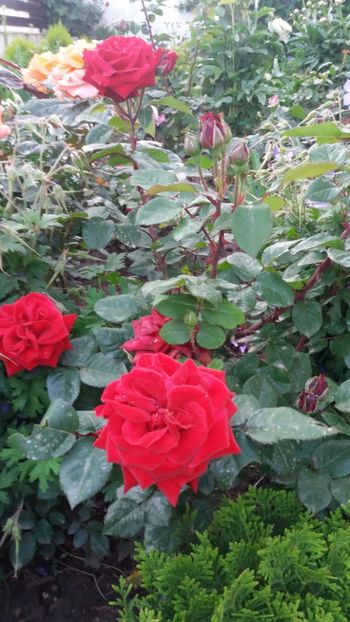 Humanity - Gradina 2019