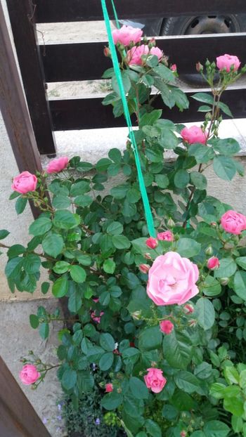 Angela - Gradina 2019