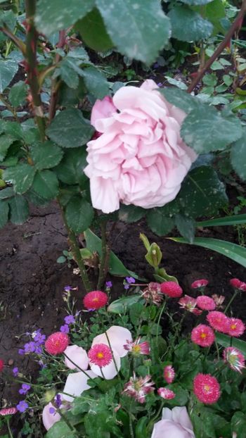 Dietter Muler-Soeur Emanuelle - Gradina 2019