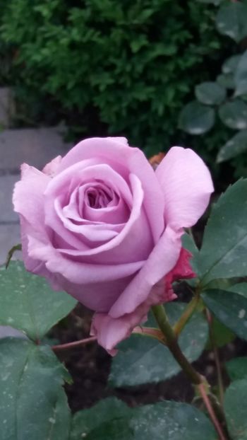 Mamy Blue - Gradina 2019