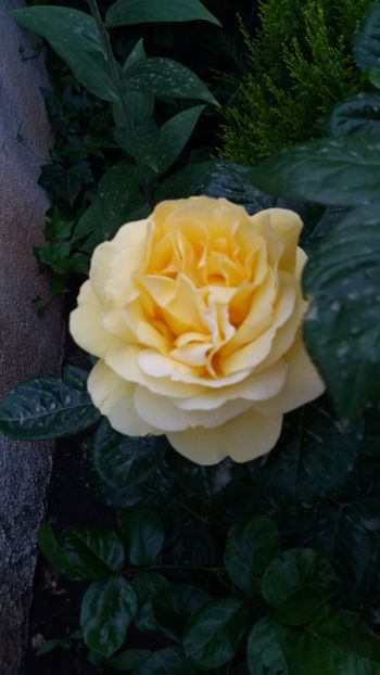 Michelangelo - Gradina 2019