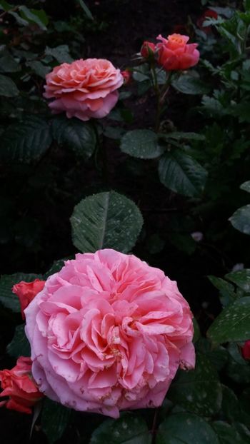 Mary ann - Gradina 2019