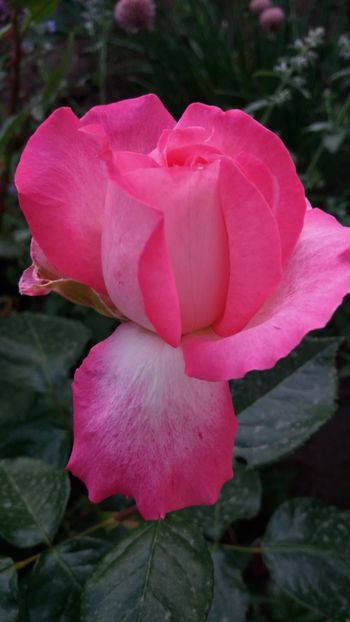 Gaujard - Gradina 2019