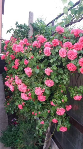 Rosarium Uetersen - Gradina 2019