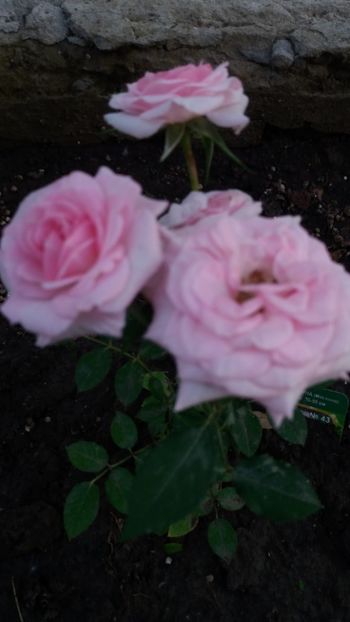 Dimov mini - Gradina 2019