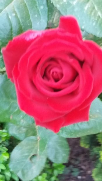 Nicollo paganini - Gradina 2019