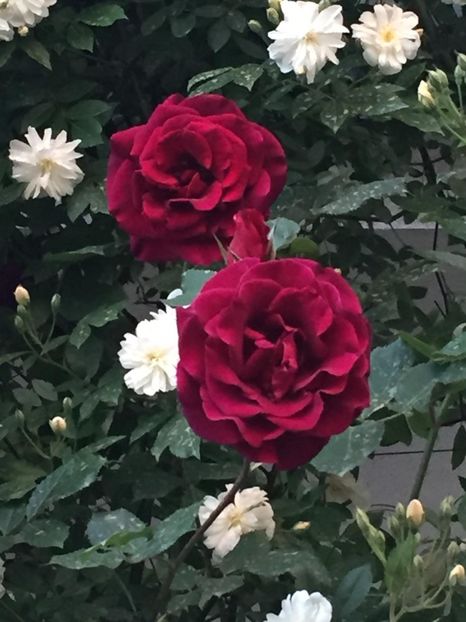 Guinee si snow goose - Gradina 2019