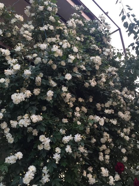 Snoow goose - Gradina 2019