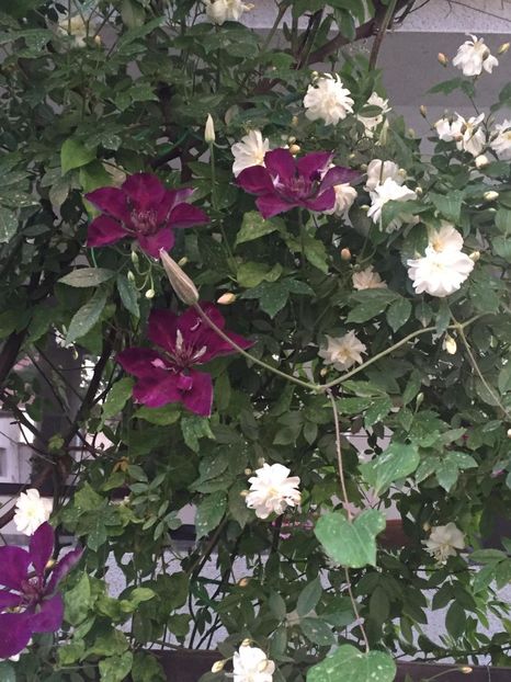 IMG-20190526-WA0006 - Gradina 2019