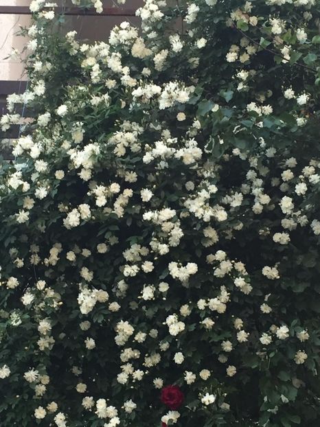 IMG-20190526-WA0009 - Gradina 2019