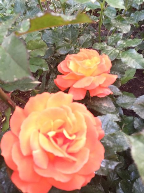 Super truper - Gradina 2019