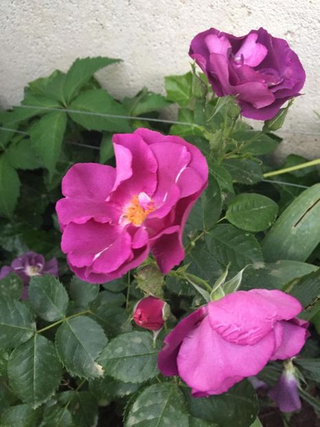 Rapsody in blue - Gradina 2019