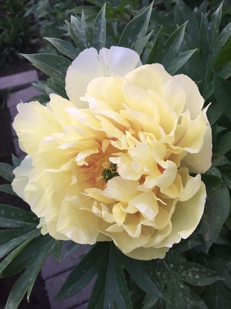 Bujor Bartzela - Gradina 2019