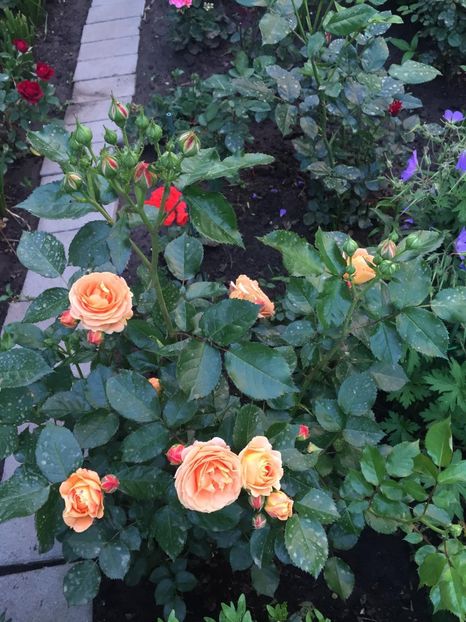 Dolce Vita - Gradina 2019