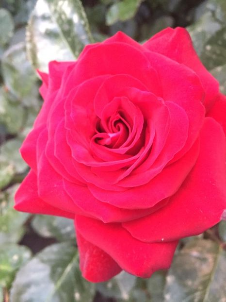 Nicollo Paganini - Gradina 2019