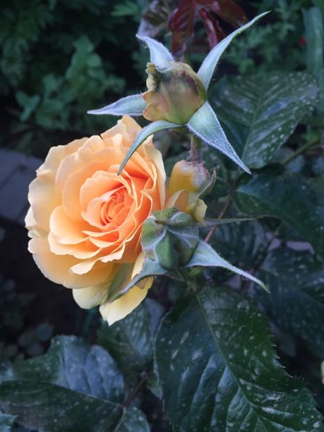 Amber Queen - Gradina 2019