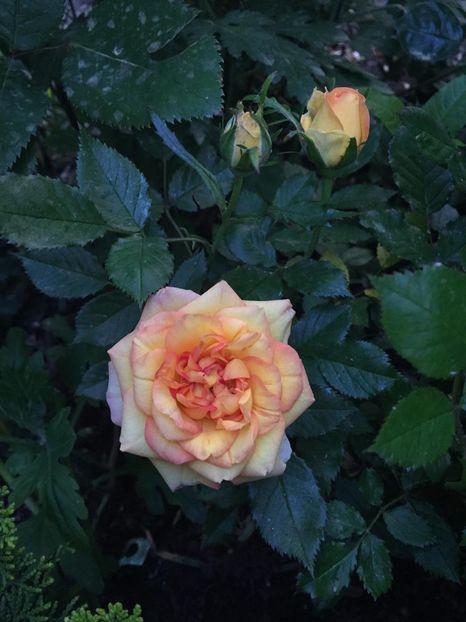 Dimov mini - Gradina 2019