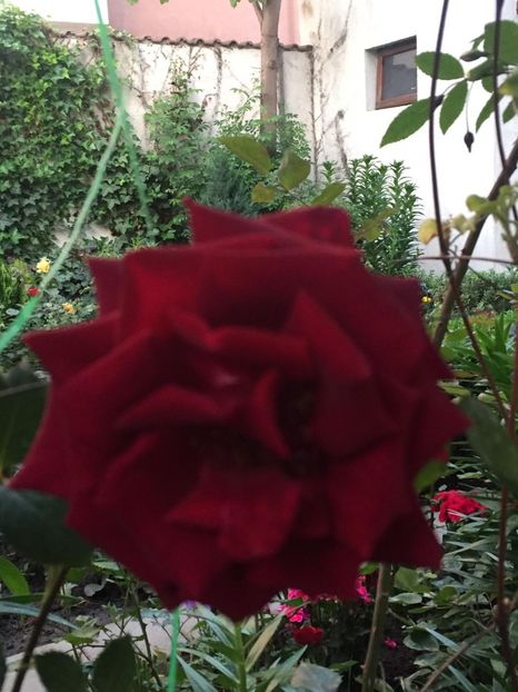 IMG-20190526-WA0001 - Gradina 2019