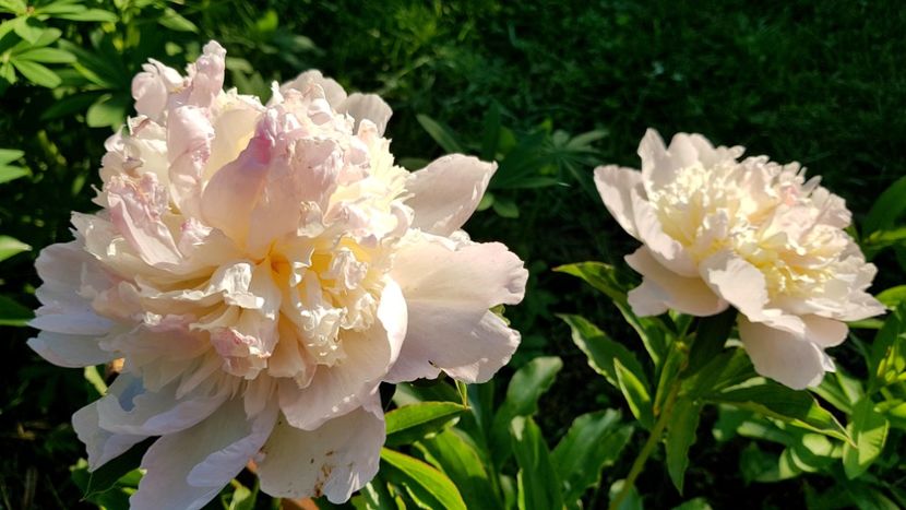 Angel Cheeks Anthesis - 2019 Bujori