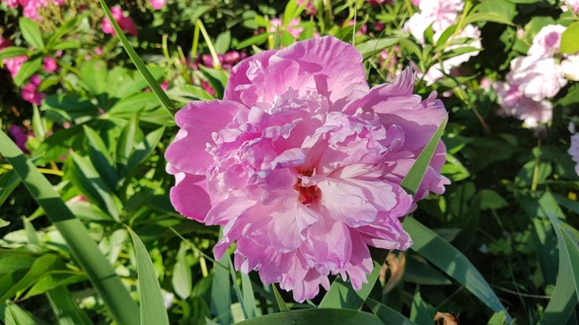 Fancy Nancy - 2019 Bujori