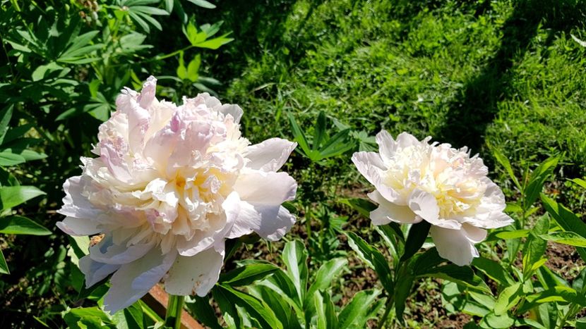 Sorbet Gradina Mosului - 2019 Bujori