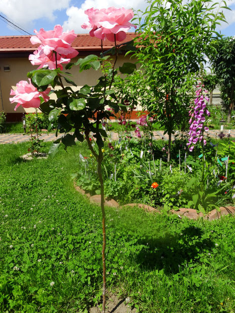  - Queen Elisabeth pomisor