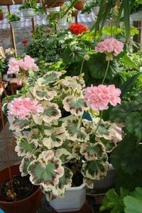 9c5f44a2e4a32910d228d807e767c844--coral-fuchsia - Muscate pe care mi le doresc