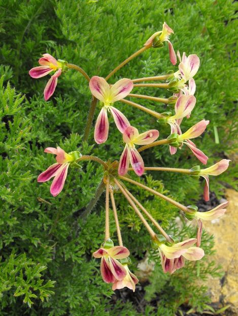 Pelargoniumtriste - Muscate pe care mi le doresc