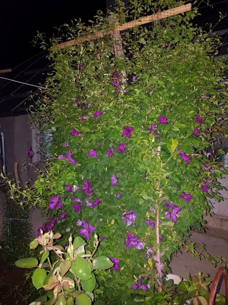  - IN GRADINA
