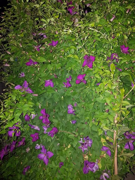  - IN GRADINA