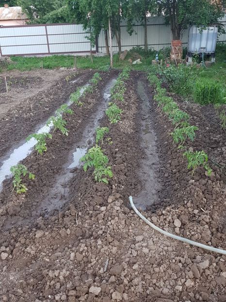  - IN GRADINA