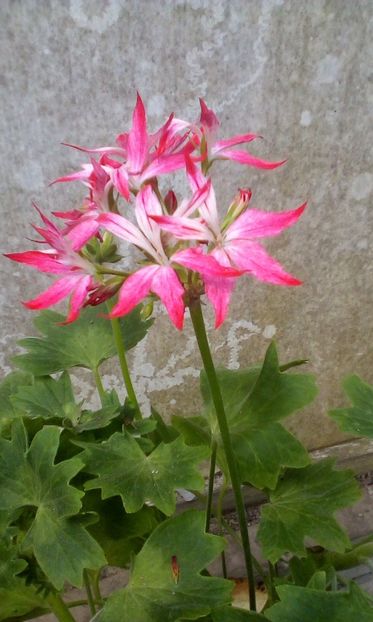 IMG-20190526-WA0029 - Muscate 2019