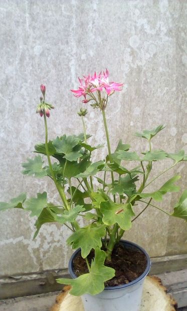 IMG-20190526-WA0025 - Muscate 2019