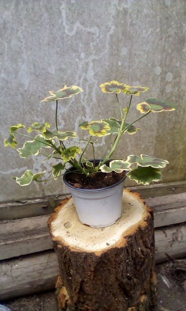 IMG-20190526-WA0021 - Muscate 2019