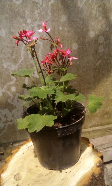 IMG-20190526-WA0015 - Muscate 2019