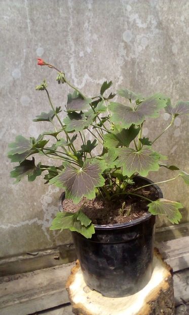 IMG-20190526-WA0012 - Muscate 2019