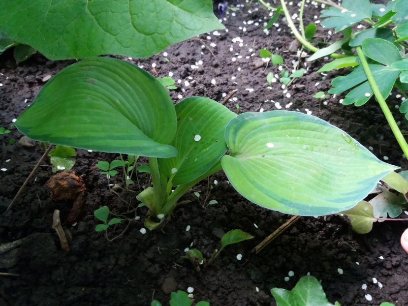 Bright lights - Hosta 2019