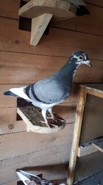 received_603292570158758 - Porumbei