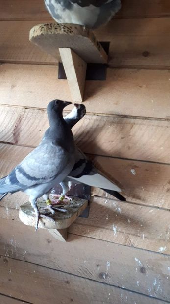 received_293006481584744 - Porumbei