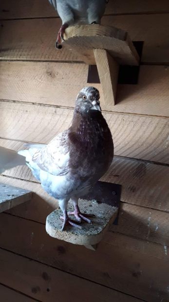 received_2368557653231134 - Porumbei