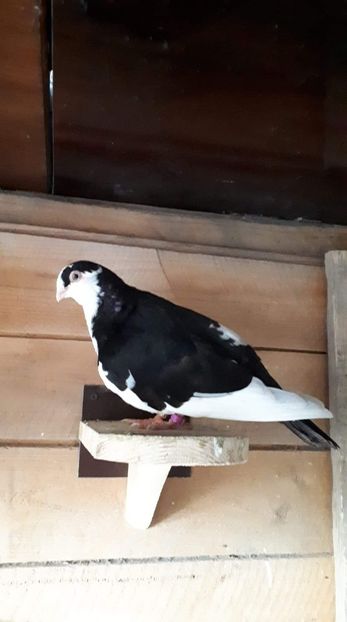 received_456069014966947 - Porumbei