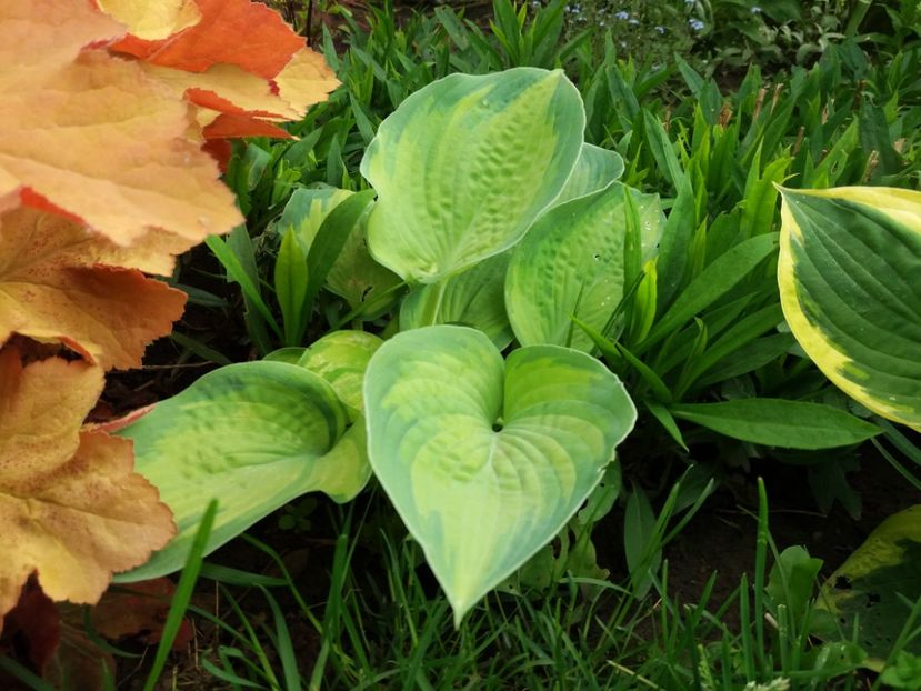 Color Glory - Hosta 2019