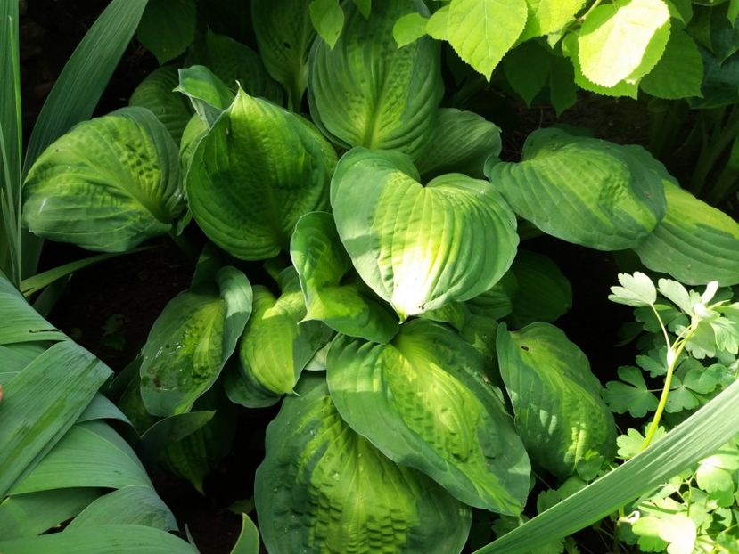 Captain Kirk - Hosta 2019