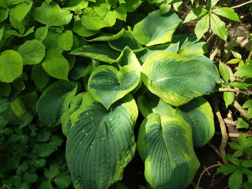 Captain Kirk - Hosta 2019